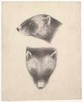 KT 2009 028-377
<br/>
Dierstudie van een bunzing.
<br/>
<em>Trigt, Stephanus Hendrik Willem van (1790-1840)</em>